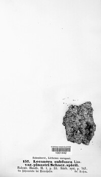 Lecanora subfusca image